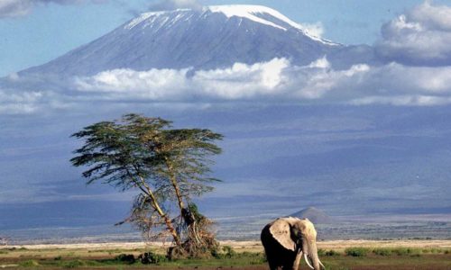 8 Days Mt Kilimanjaro Shira Route