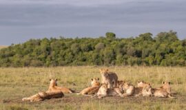 3 Days Masai Mara lodge safari