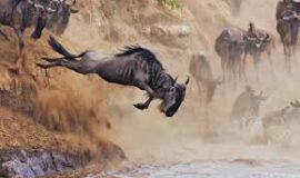 3 DAYS MASAI MARA MIGRATION SAFARI