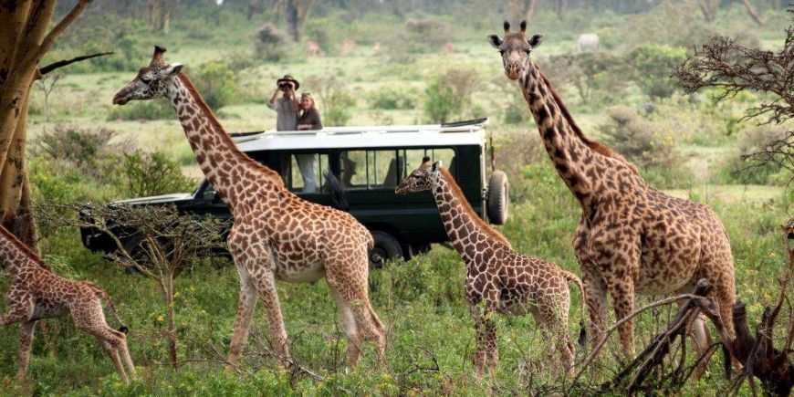 Kenya Safari Experience