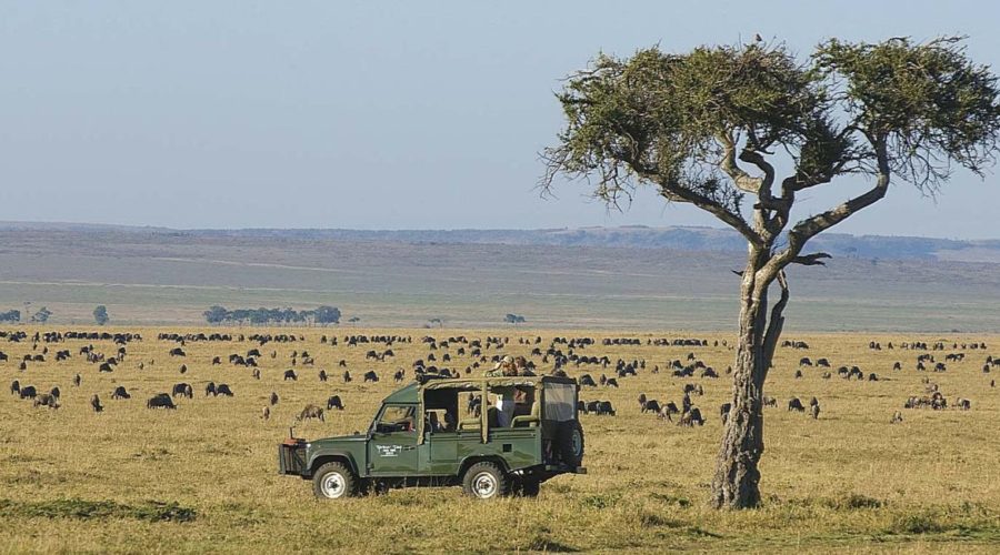 Why Consider Kenya First for Safari