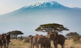 10 Days Kenya Big Five Classic Safari Adventure