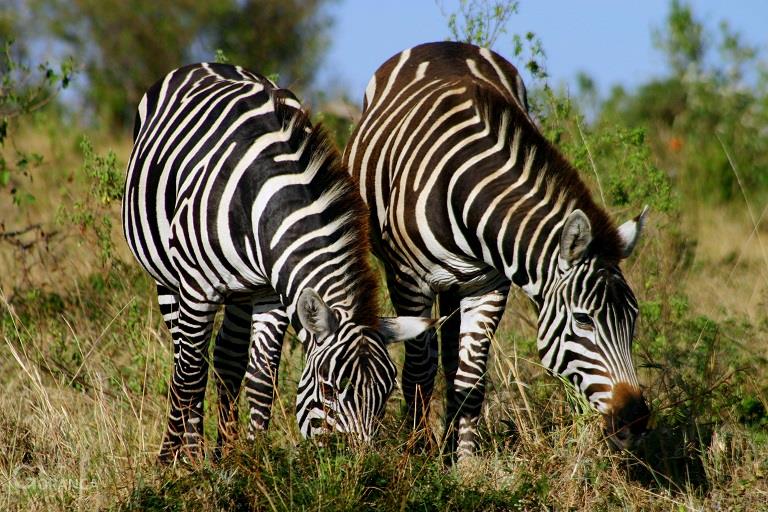 3Day Amboseli Safari