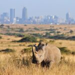Half Day Tour Nairobi National Park