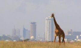 Half Day Tour Nairobi National Park