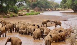 Affordable African Kenya safari