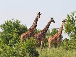 3Day Meru NationalPark Safari