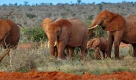 3 Days Tsavo East and West safari