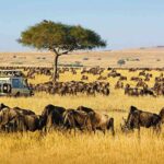 Maasai mara national reserve