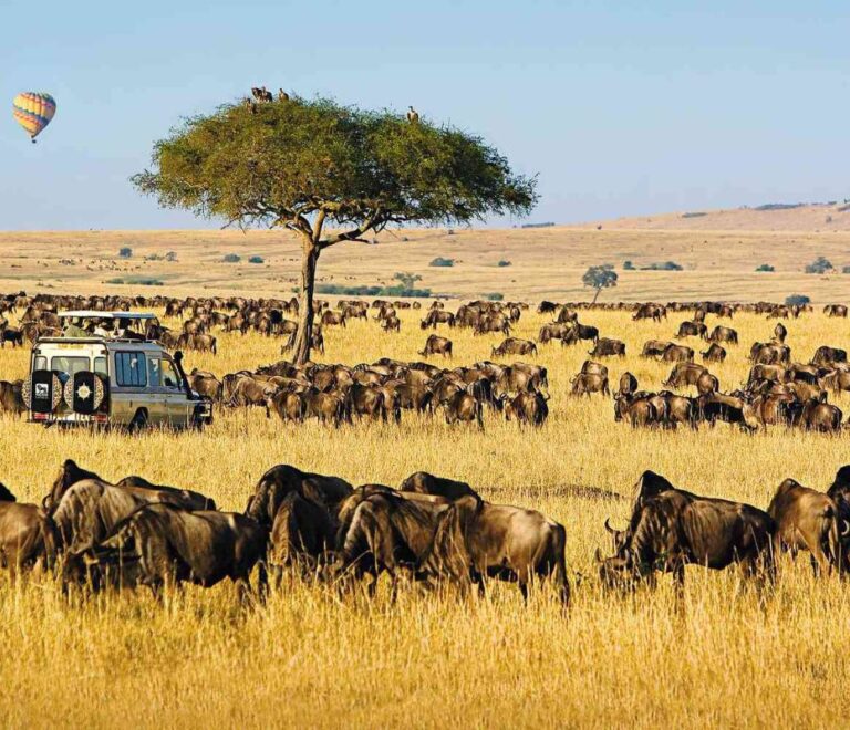 Maasai mara national reserve