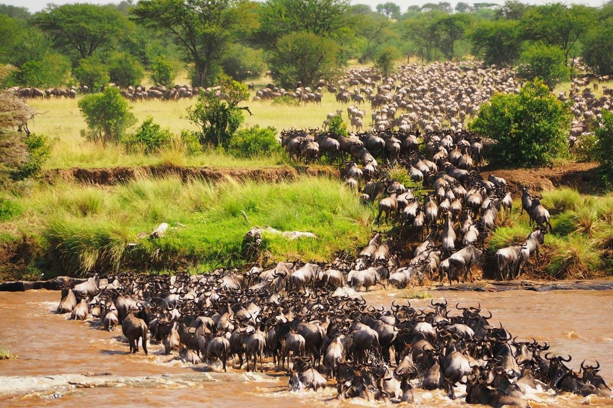 Maasai Mara safari tours