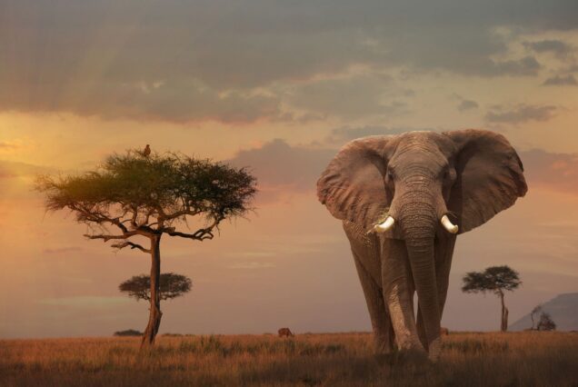 10 Days Big 5 Classic Safari Adventure