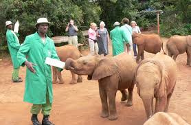 Giraffe center elephant orphanage and Nairobi National park