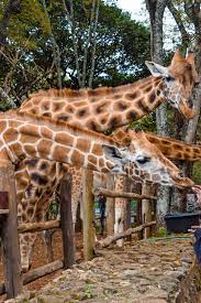 Giraffe center elephant orphanage and Nairobi National park