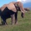 4 days Masai Mara lodge tour