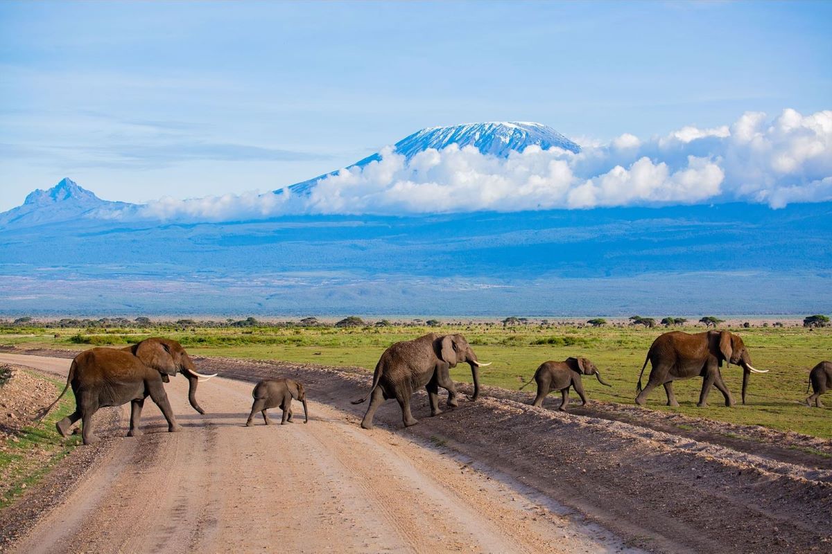 6 Days Masai Mara, Lake Nakuru & Amboseli Classic Safari