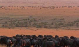 9 days Kenya classic safari