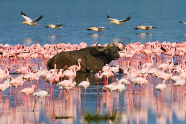 Fascinating Lake Nakuru Park Tour