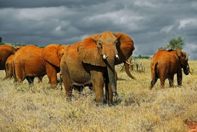 3 Days Tsavo East and West Safari Tour