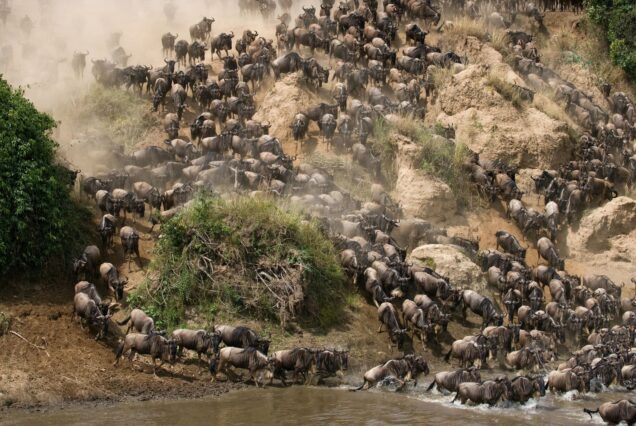Game Searchers Tours and Safaris
