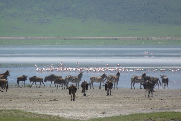 10 Days Kenya and Tanzania Safari