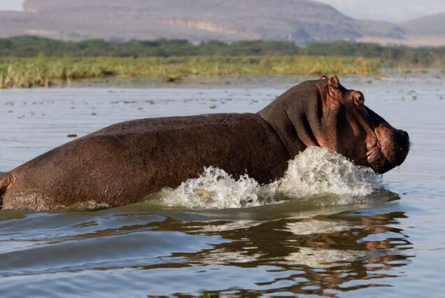 5 Days L. Naivasha, Nakuru & Masai Mara Magical Tour