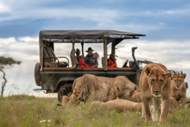 5 Days Masai Mara, Lake Nakuru Safari Lodge