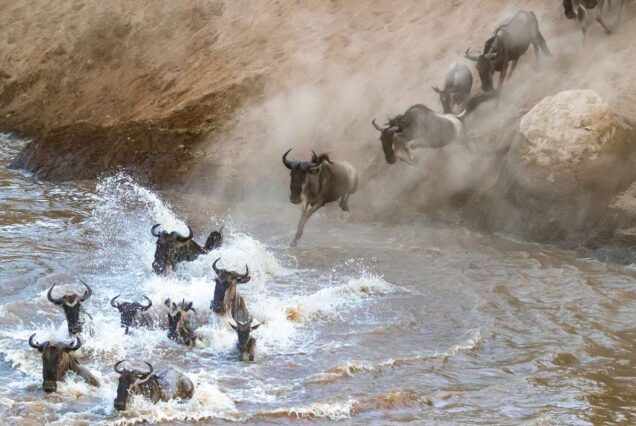 6 Days – Masai Mara, Lake Naivasha and Amboseli