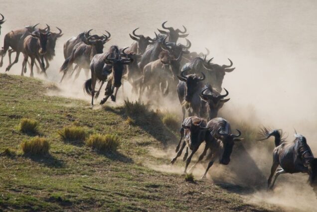 5 Days Masai Mara Wildebeest Migration Safari