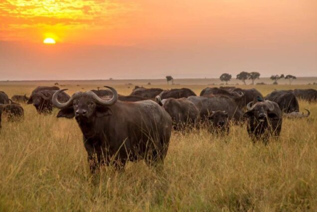 3 Days Meru National Park Safari Tour