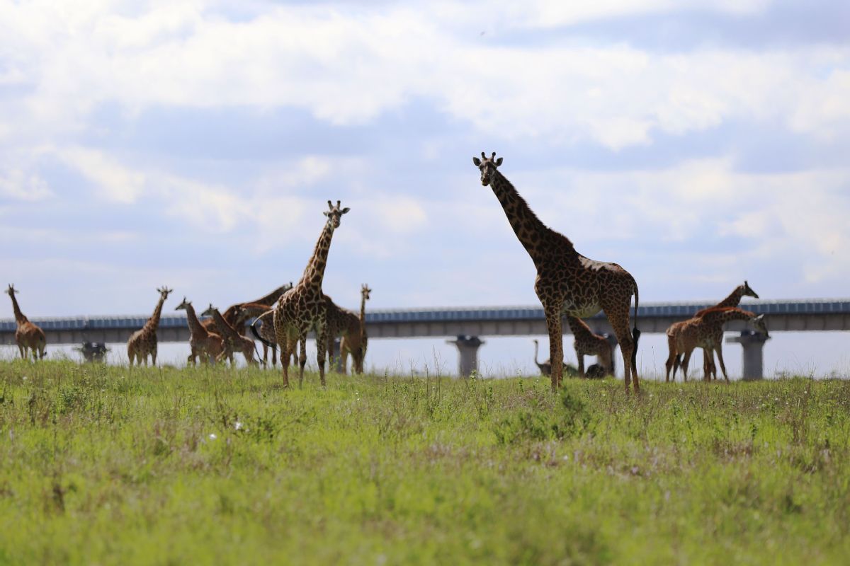 Kenya safari packages prices