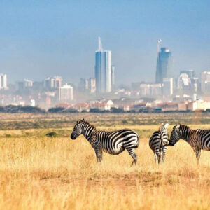 Exciting Half Day Nairobi National Park Tour