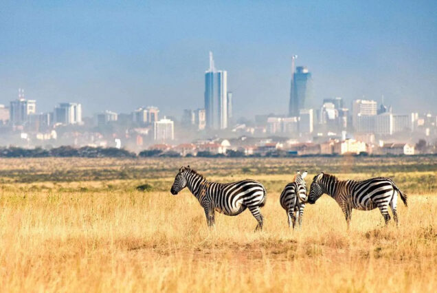 Exciting Half Day Nairobi National Park Tour