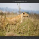 Nairobi National Park Tour