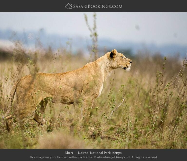 Nairobi National Park Tour