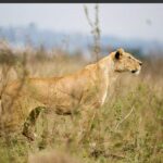 Nairobi National Park half day Safari Tour