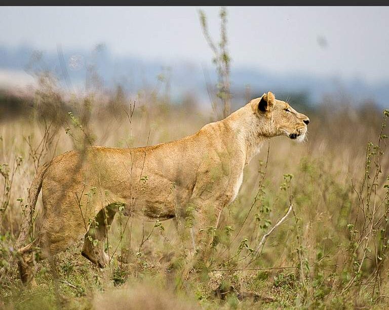 Nairobi National Park half day Safari Tour