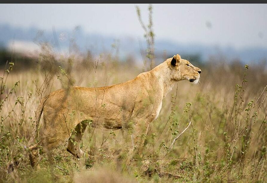 Nairobi National Park half day Safari Tour