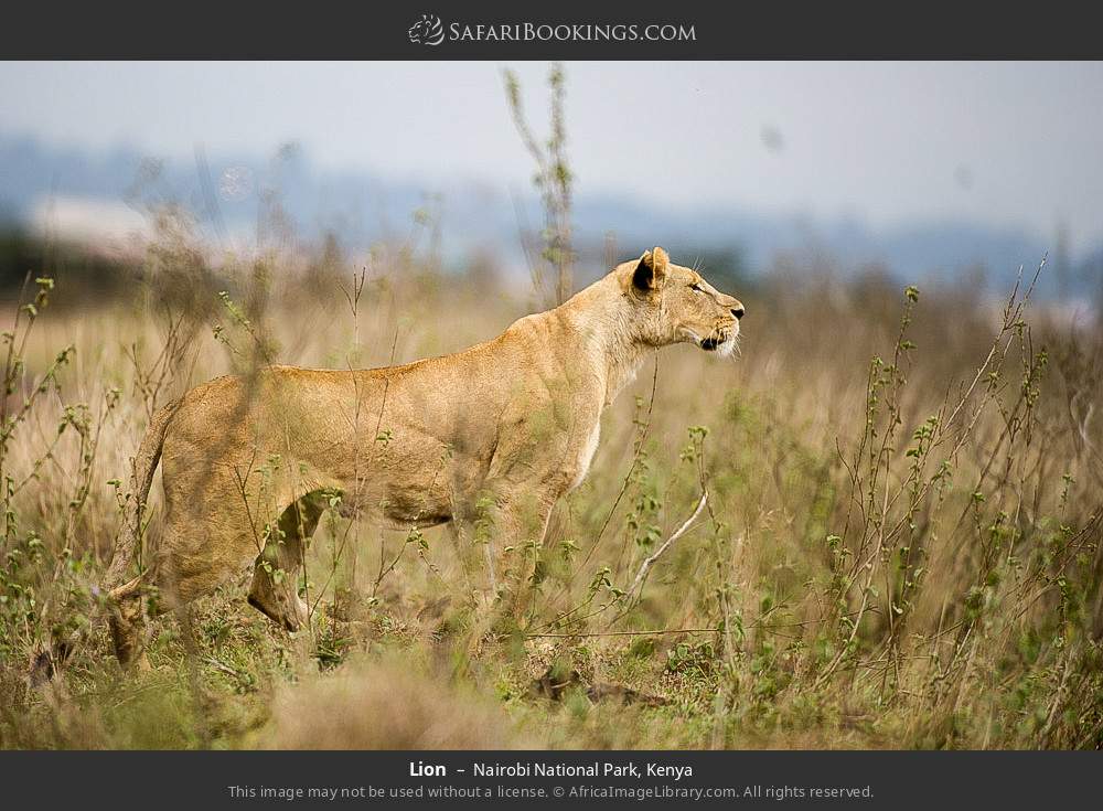 Nairobi National Park Tour