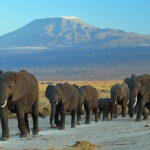 Amboseli national park