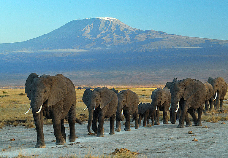 Amboseli national park