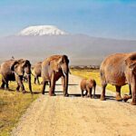 Amboseli National Park Safari Guide