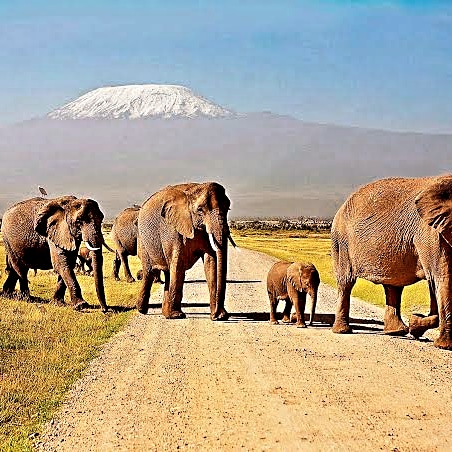 Amboseli National Park Safari Guide